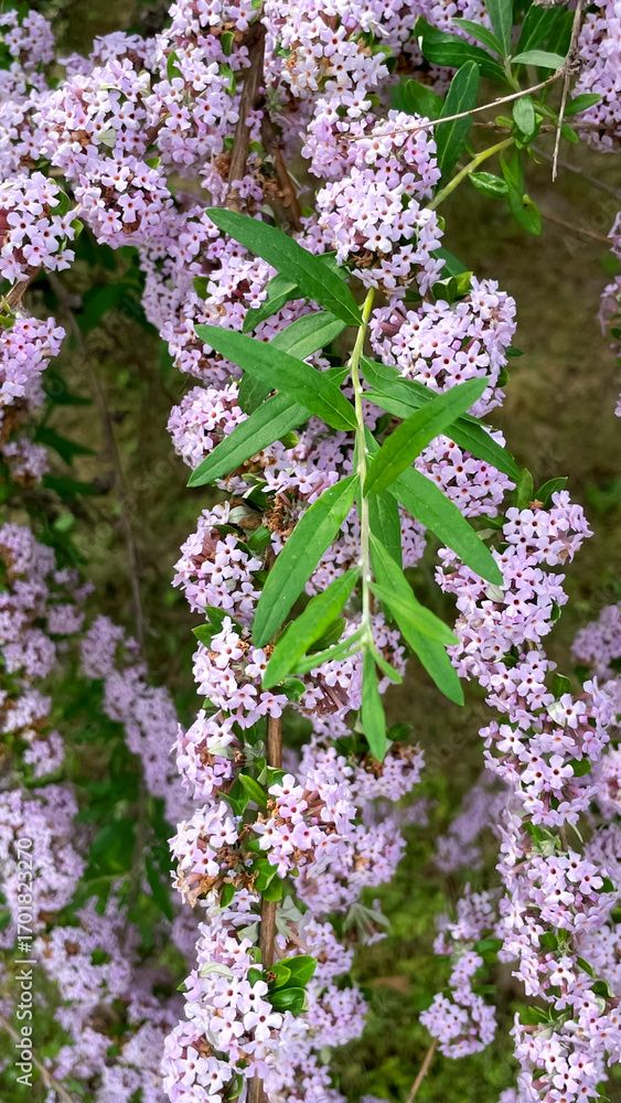 Fototapeta premium flowering branches of Buddleia alternifolius in the park garden