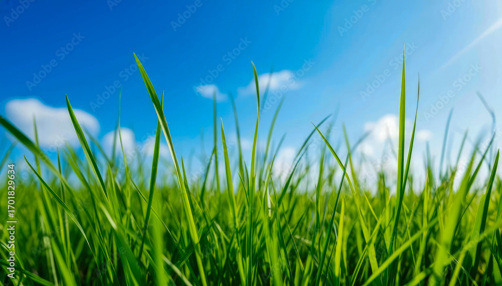 Obraz premium Low angle close-up of bright green blades of grass against a bright blue sky with a few white clouds.