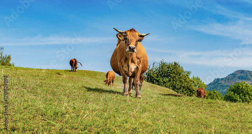 beautiful tarine cow looking camera in  french alpine pasture  under blue  sk...