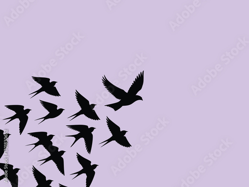 A flock of swallows in silhouette against a white background flying from left to right in formation