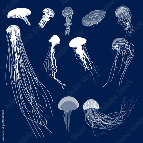 Set of jellyfish Silhouettes, Set of jellyfishes blue white sketch illustration vector