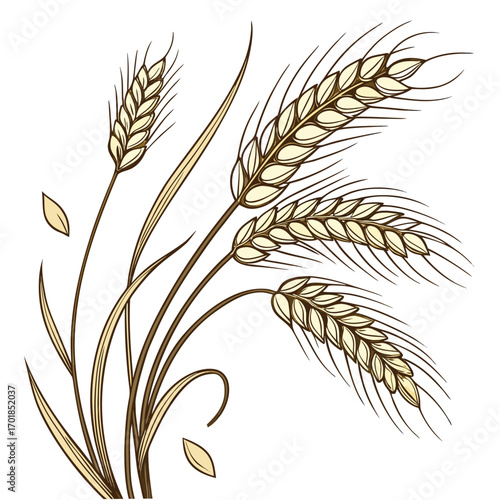 Drawing of Wheat Stalks with Falling Grains on White Background cereal agriculture