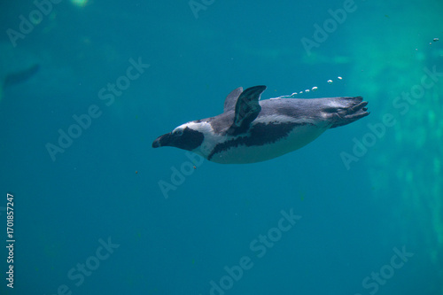 African Penguins Swimming Underwater