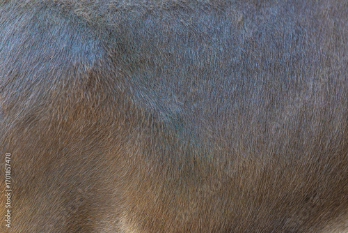 close up of fur texture	
