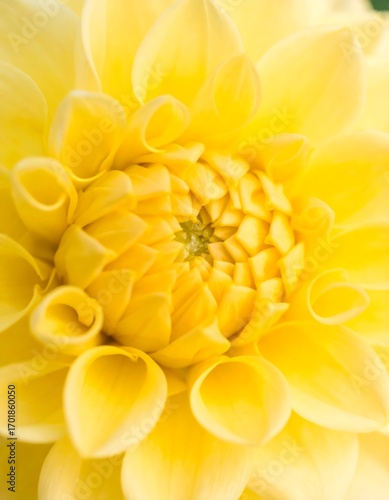Close-up of a vibrant yellow dahlia flower