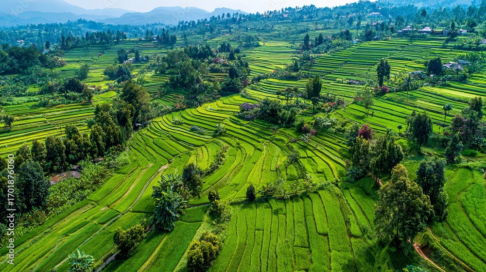 Fototapeta premium Aerial view rice field terraces in Bandung West Java Indonesia Agricultural landscape illustration