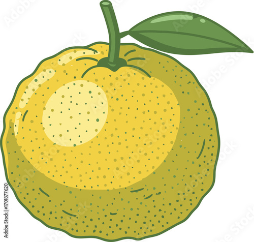 Yuzu Fruit Illustration, Vector Graphic