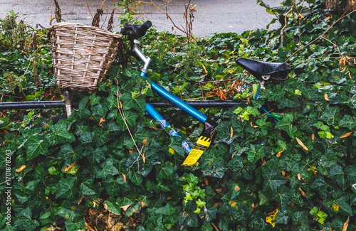 Abandoned Bike covered in Green Ivy