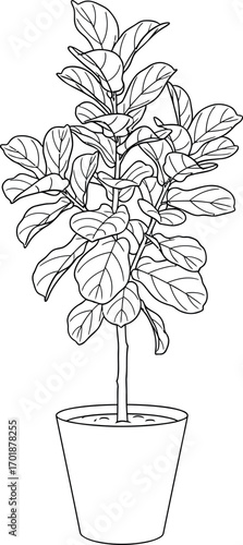 Fiddle Leaf Fig Plant Line Art