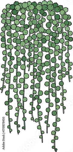 String of Pearls Plant Illustration