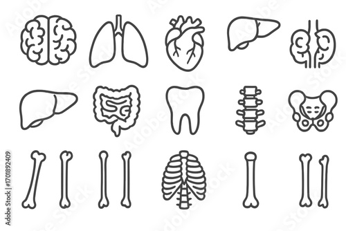 Human anatomy line icon set. Internal organs, bones, tooth vector icons. Editable stroke. Brain, heart, lungs, liver, spine for medical infographic, web, books, apps.