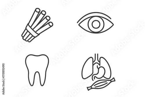 Anatomy and spice icon set. Thin line vector graphics of eye, tooth, internal organs, muscle, and cinnamon. Medical and food symbols for web design, apps, and articles.