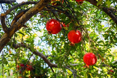 Traditional Pomegranate Gardens in Kandahar Afghanistan