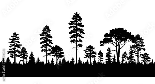 Silhouette of Various Pine Trees and Forest against a White Background
