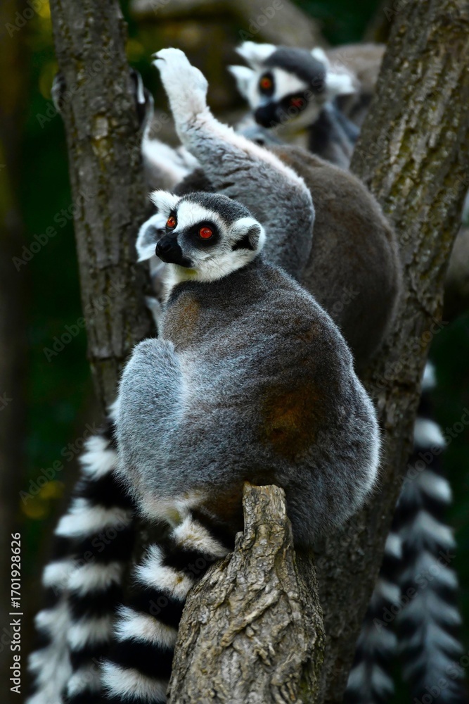 Naklejka premium The ring-tailed lemur (Lemur catta) - a medium- to larger-sized strepsirrhine (wet-nosed) primate that belongs to Lemuridae family and is endemic to the island of Madagascar, where it is endangered