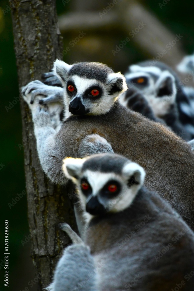 Naklejka premium The ring-tailed lemur (Lemur catta) - a medium- to larger-sized strepsirrhine (wet-nosed) primate that belongs to Lemuridae family and is endemic to the island of Madagascar, where it is endangered