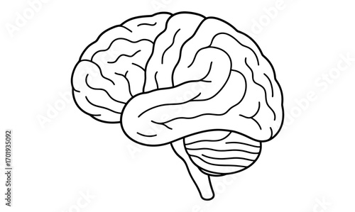 Brain coloring page for relaxation and educational use