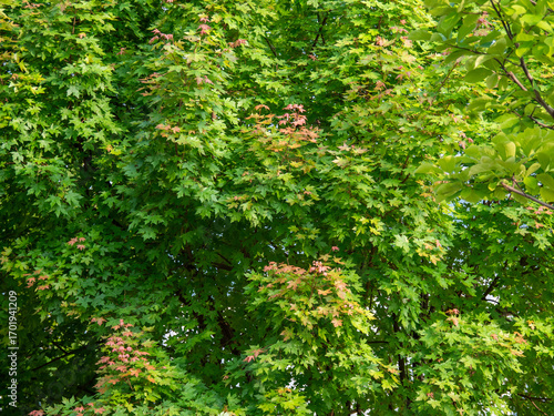 Maple trees with few leaves turning red