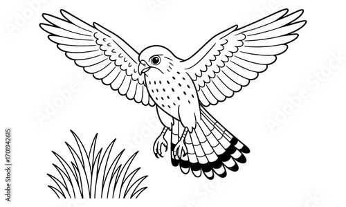Kestrel bird coloring page for kids and adults - simple wildlife illustration for relaxing art activities
