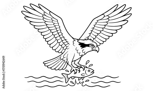 Osprey fishing sketch: detailed bird illustration for nature and wildlife design