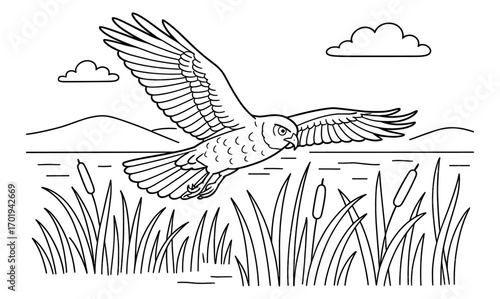 Harrier hawk in marshland, line art illustration for coloring books and nature education