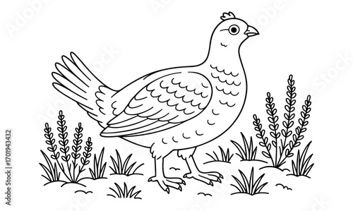 Line art illustration of grouse on heath for nature-inspired coloring book design