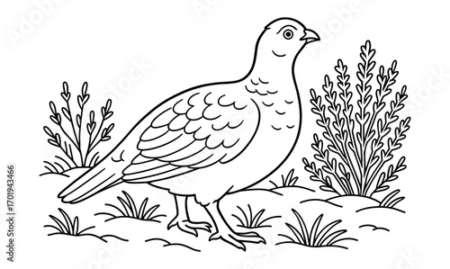 Grouse among heather on heathland - wildlife illustration for nature enthusiasts