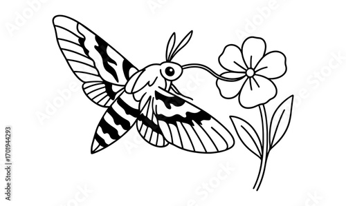 Hawk moth visiting flower illustration - nature and wildlife art for coloring books and educational materials