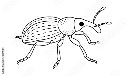 Weevil insect coloring page for kids - fun and educational activity