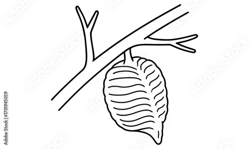 Mantis egg case on branch illustration for nature education and biological studies