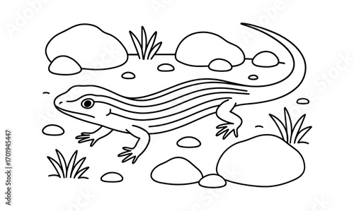 Skink among stones illustration for nature coloring book or educational design