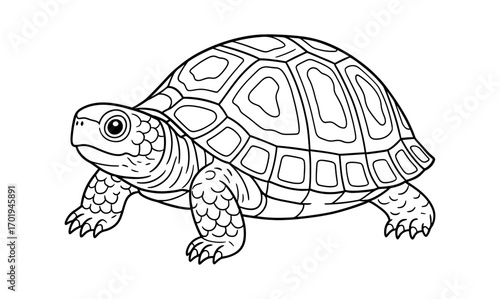 Box turtle outline illustration for nature education and coloring activities