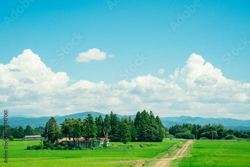 夏の青空と田んぼ　田舎の風景　入道雲