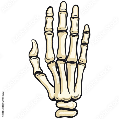 skeleton hand, costume, halloween, festival, vector, transparent background, decoration, hand, isolated, skeleton, bones, mannequin, model, figurine, medical, x-ray, bone, icon
