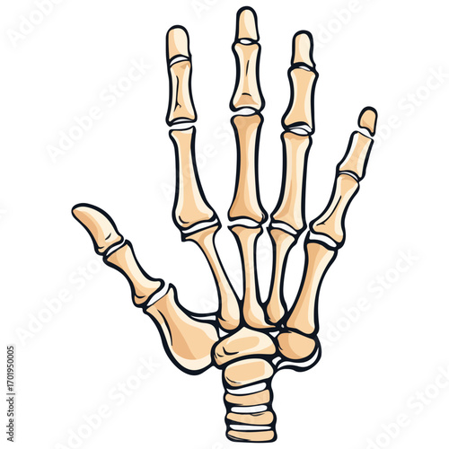 skeleton hand, costume, halloween, festival, vector, transparent background, decoration, hand, isolated, skeleton, bones, mannequin, model, figurine, medical, x-ray, bone, icon