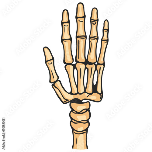 skeleton hand, costume, halloween, festival, vector, transparent background, decoration, hand, isolated, skeleton, bones, mannequin, model, figurine, medical, x-ray, bone, icon