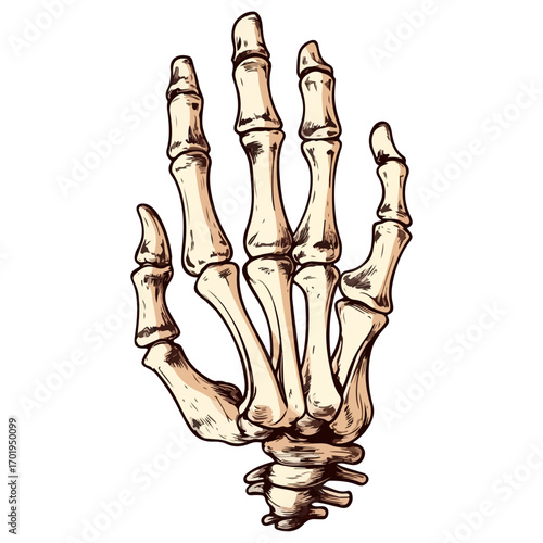 skeleton hand, costume, halloween, festival, vector, transparent background, decoration, hand, isolated, skeleton, bones, mannequin, model, figurine, medical, x-ray, bone, icon