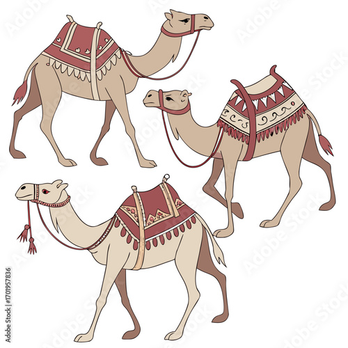camels in the desert