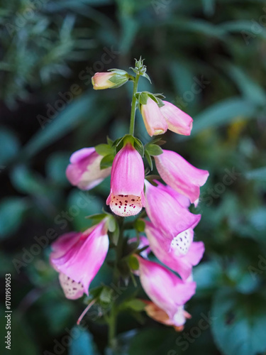 Pink Panther Foxglove in full bloom