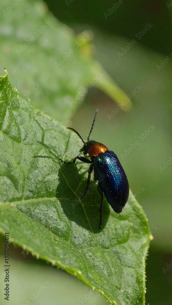 Fototapeta premium A metallic blue beetle on a green leaf