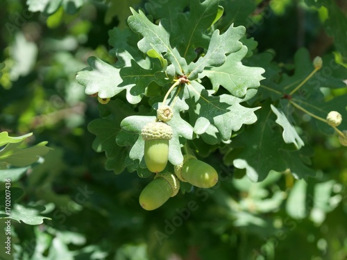 Close-up of Green Acorns on English Oak Tree (Quercus robur), Colorado