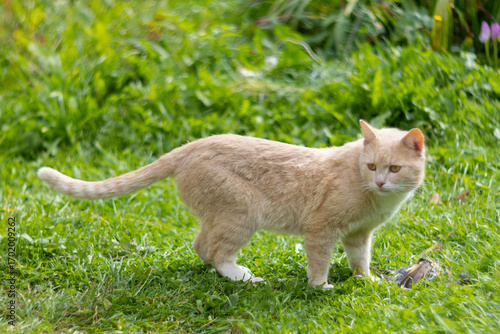 Ginger cat next to remains and feathers of eaten bird on grass