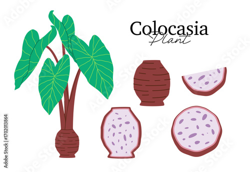 flat vector illustration of a Colocasia plant and tubers whole and sliced views represents agriculture botany tropical plants and healthy food concepts