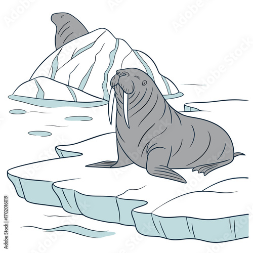 Vector art of two walruses are resting on ice floes in the arctic ocean, one in the foreground and one in the background