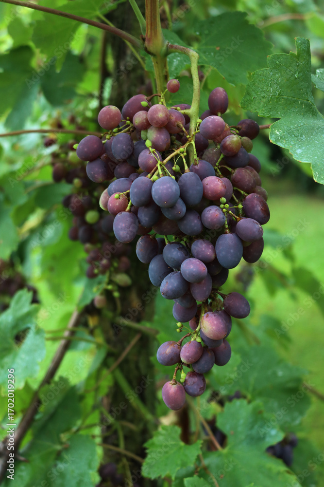 custom made wallpaper toronto digitalUnripe black grapes with oval berries on branches in the vineyard on late summer