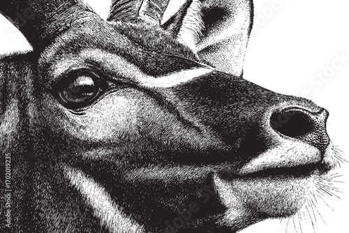 Antelope illustration on a white background. This vector illustration can be used in any size you like for advertising, logos, and other work.