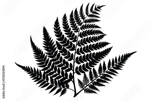 Detailed Silhouette of a Fern Frond with Intricate Leaf Structure and Stem Design
