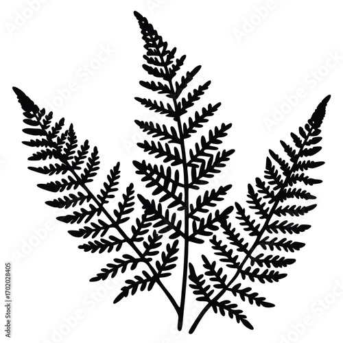 Black Silhouette of Three Fern Fronds, Botanical Illustration, Nature Design Element