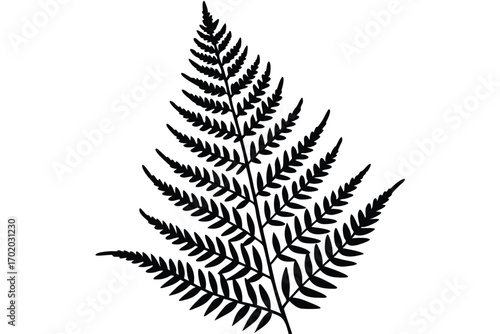 Detailed Black Silhouette of Fern Frond, Forest Botanical Illustration and Nature Decor