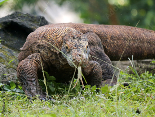 Komodo Dragon sniffing the air and flicking its forked tongue while walking and looking at camera. 